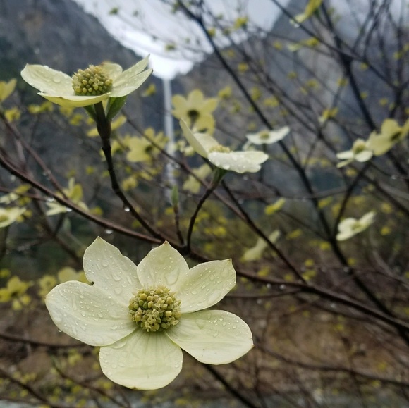 Meet your Posher, Emma - Picture 1 of 1